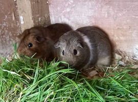 Female baby Guinea pigs