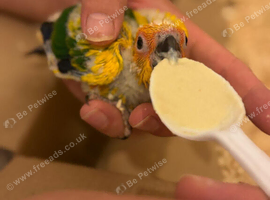 Baby Sun conure
