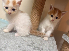 2 girls left gorgeous kittens