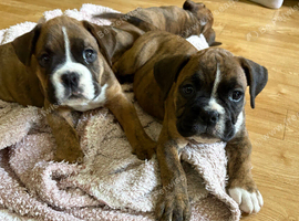 Boxer x old tyme bulldog