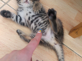 3 kittens available