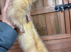 Male ferret for rehoming