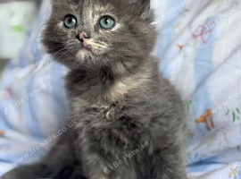 Kittens looking for new homes