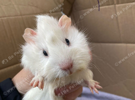Young Guineapigs