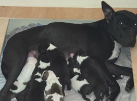 Working line english bullterrier