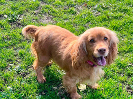 Cocker spaniel female for retirement home