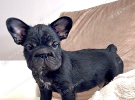 Beautiful frenchie pups