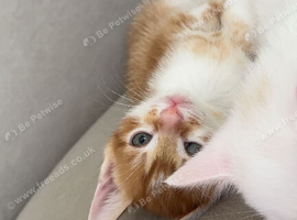 4 Kittens for sale