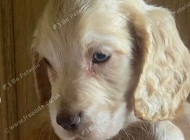 Beautiful litter of 7 Chunky show cocker spaniel puppies