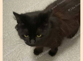 Two cats looking for a new safe home