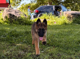 Belgium Malinois girl 6 month old