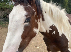 3 yo Clydesdale x Warmblood