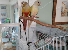 Pineapple and Moon Cheek free to right home