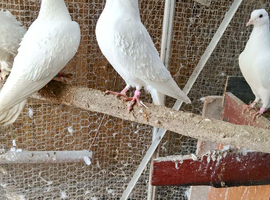 Pure white pigeon