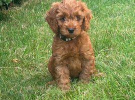 Cockapoo