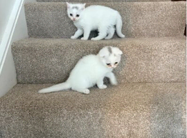 Scottish fold kittens ready for homes