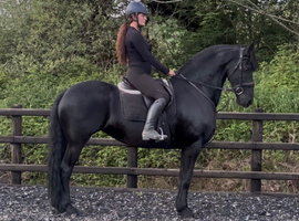 Registered Kroon/Crown Friesian Mare