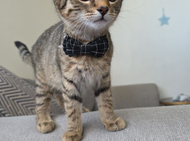 Bengal x tabby mix
