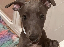 Bedlington/whippet puppies