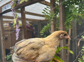 Mix of Orpington, Brahma and some bantams