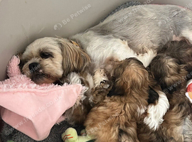 Shih tzu