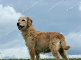 F1 Labradoodle Looking for Active Home