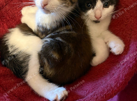 Kittens for sale