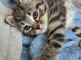 Kittens