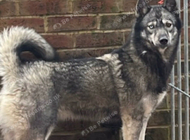 Female Siberian husky