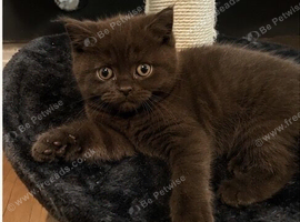 Chocolate & Cinnamon British Shorthair Kittens