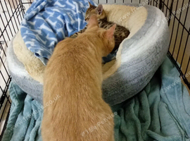 Stunning Bengal cross kittens last 1
