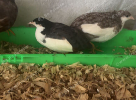 Tuxedo male black and white