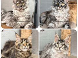TICA registration Maine coon kittens Ready Now