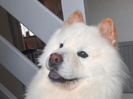 MARNEY IS SEARCHING FOR HER FOREVER HOME