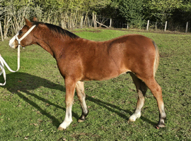 Future Ridden Star - Quality Welsh Section A Colt