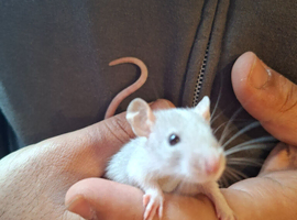Tame baby dumbo rats