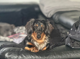 Kc reg silver dapple long haired male