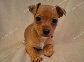 Jack Russell cross puppies