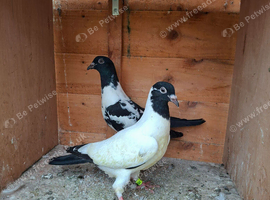 Hi I have healthy nice and highfliyer young baby pigeon ready for new home.If any one interesred pls let me know.