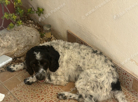 Loving male cockapoo