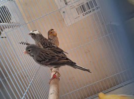 Canaries