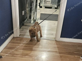 Stunning shar pei