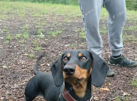 Daschund/chihuahua cross