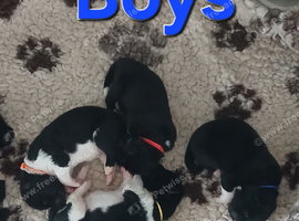 American Akita puppies