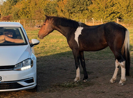 13.3 New forest mare