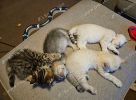 4 GCCF Registered British Shorthair Kittens For Sale