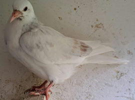 7 Birmingham Roller young pigeon