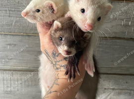 Multiple kits & adults available 60each