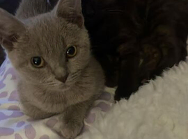 12 week old British shorthair mix kittens