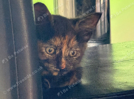 Female kitten